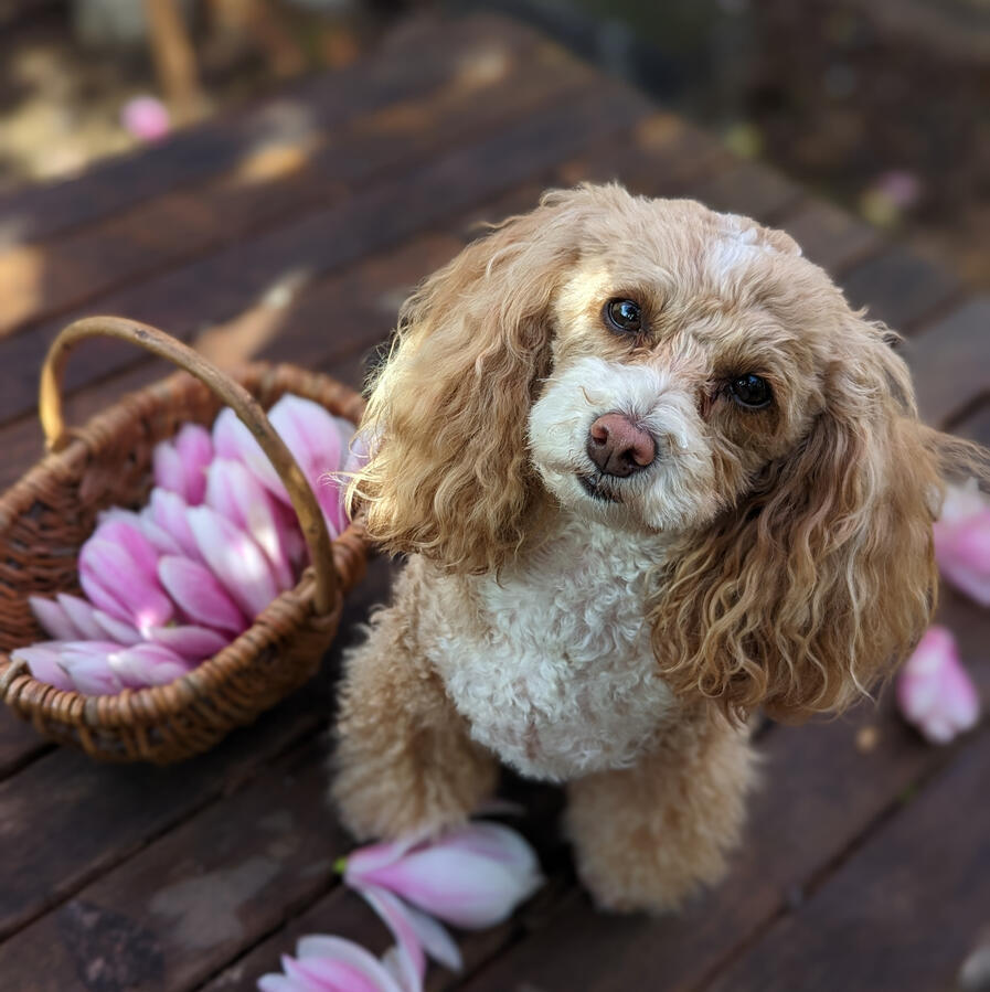 Nettle: Chief Happiness Officer